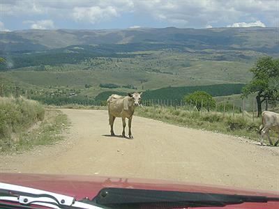 camino a El Durazno. Yacanto