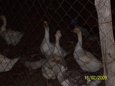 Los gansos del pesebre de la 50