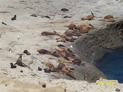 Loberìa de Pto Piramides