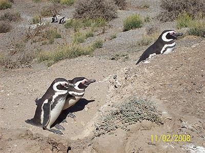Pinguinera en Caleta Valdèz