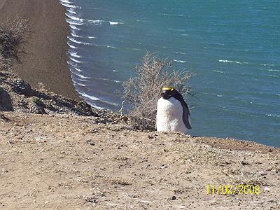 El Rey de la Ola , extraviado y excluido de la pinguinera