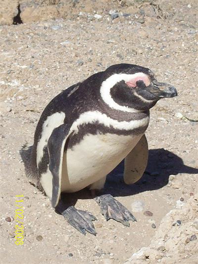 Pinguino-Caleta Valdèz-