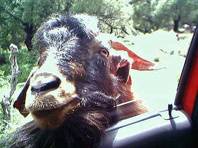 un chivo en pasos malos