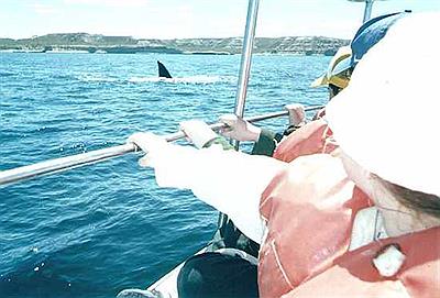 Avistaje de ballenas