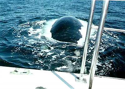 Ballena por debajo de la embarcación