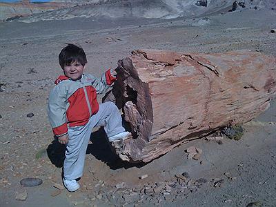 Bosque Petrificado