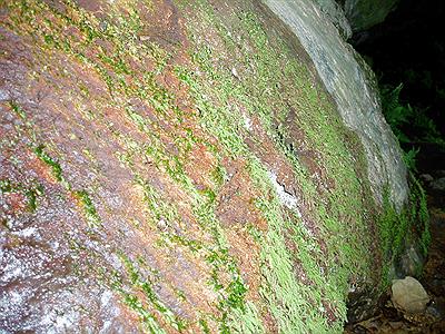 Helechos fosiles vivientes