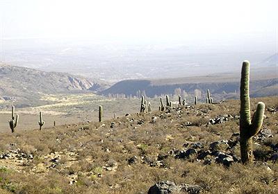 Parque Nacional Los Cardones