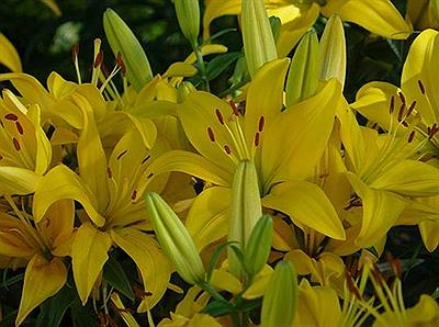 Fiesta Nacional de la Flor