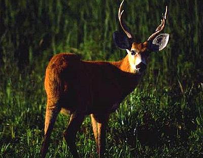 Reserva Natural Otamendi