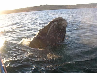 Avistaje de ballenas