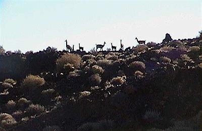 Guanacos en el horizonte