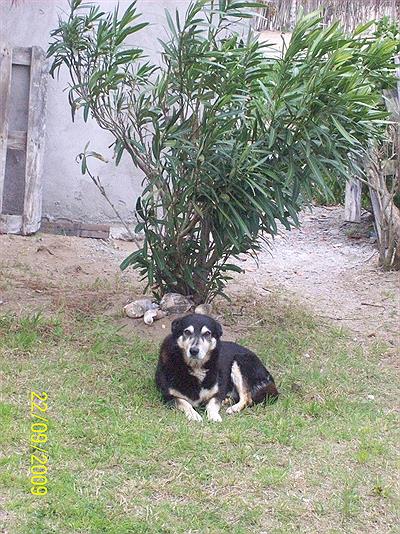 El viejito de ODIO (Costa Chica)