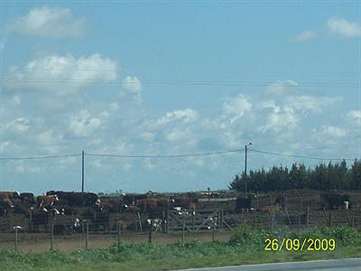 Feedlot