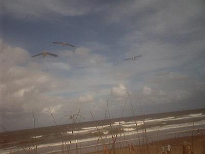 Gaviotas