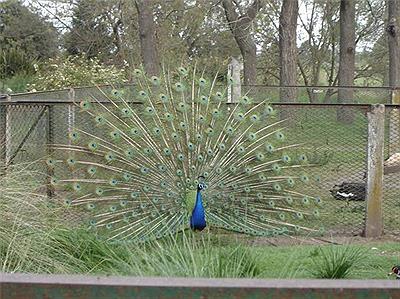 Zoologico la Máxima