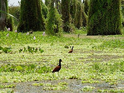 Bañado la Estrella 1