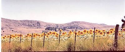 Girasoles camino a la Est. Los Moros
