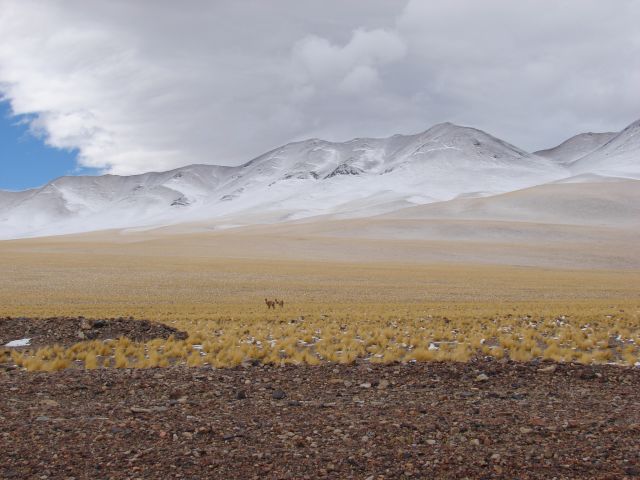 Vicuña a lo lejos en Paso de San Francisco